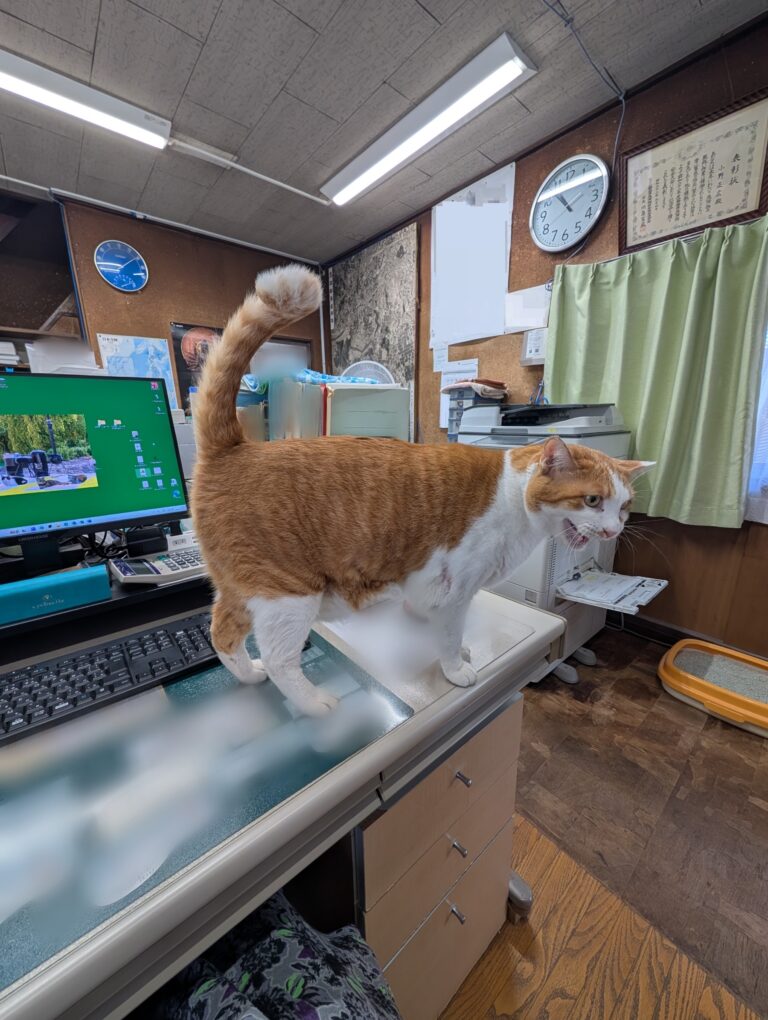 チーコの日常34🐾