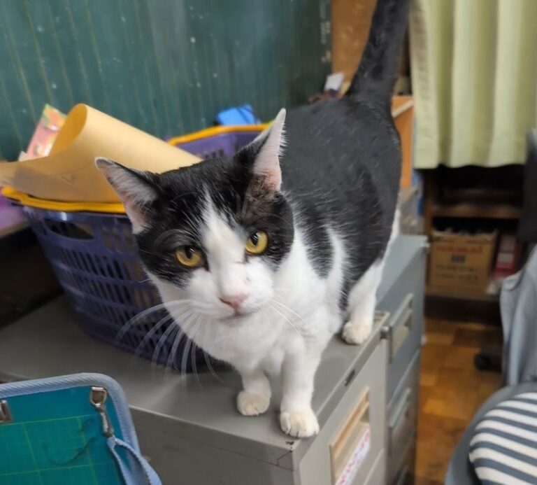 クロの日常38🐾