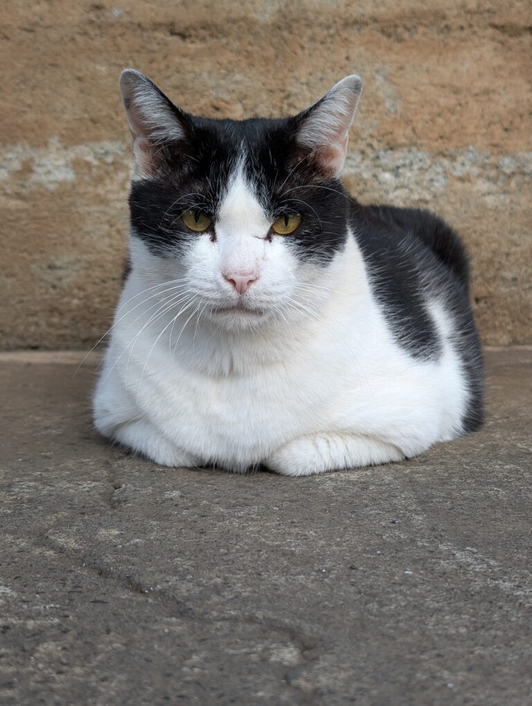 クロの日常36🐾