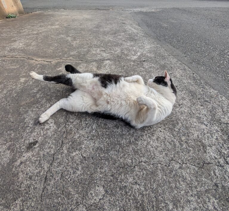 クロの日常41🐾