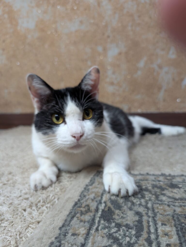 クロの日常40🐾