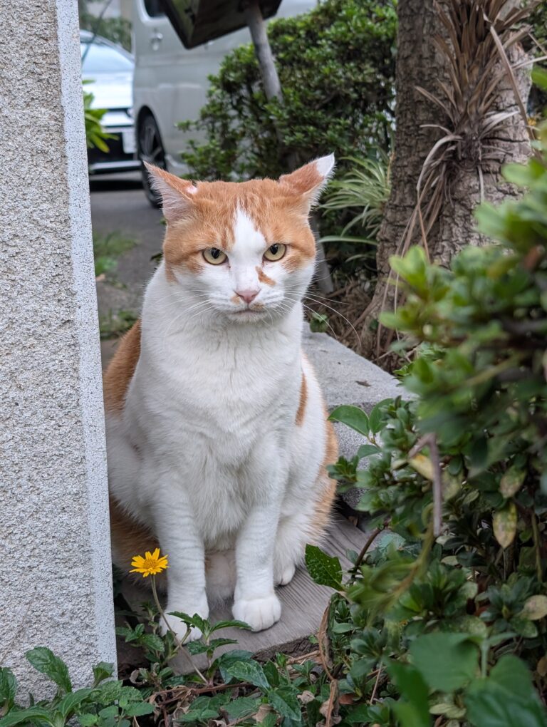 チーコの日常35🐾