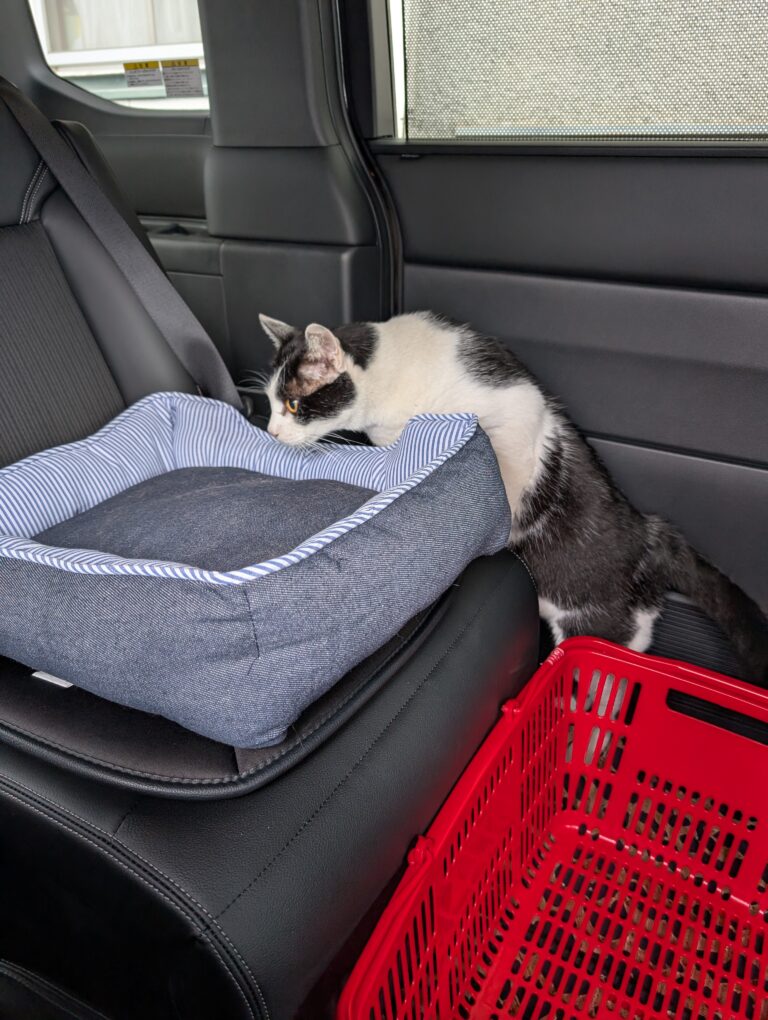 チビの車🚗💨