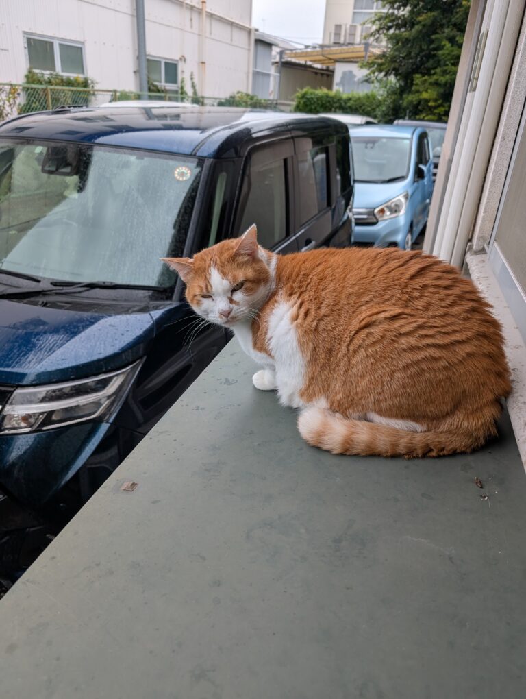 チーコの日常36🐾