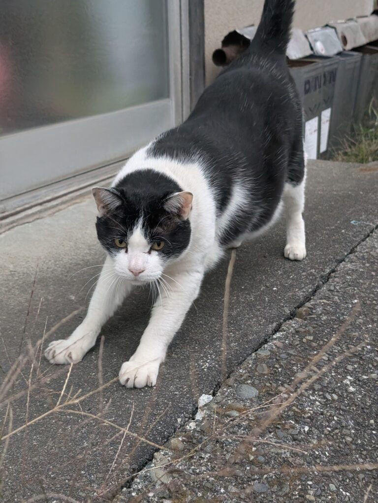 クロの日常35🐾