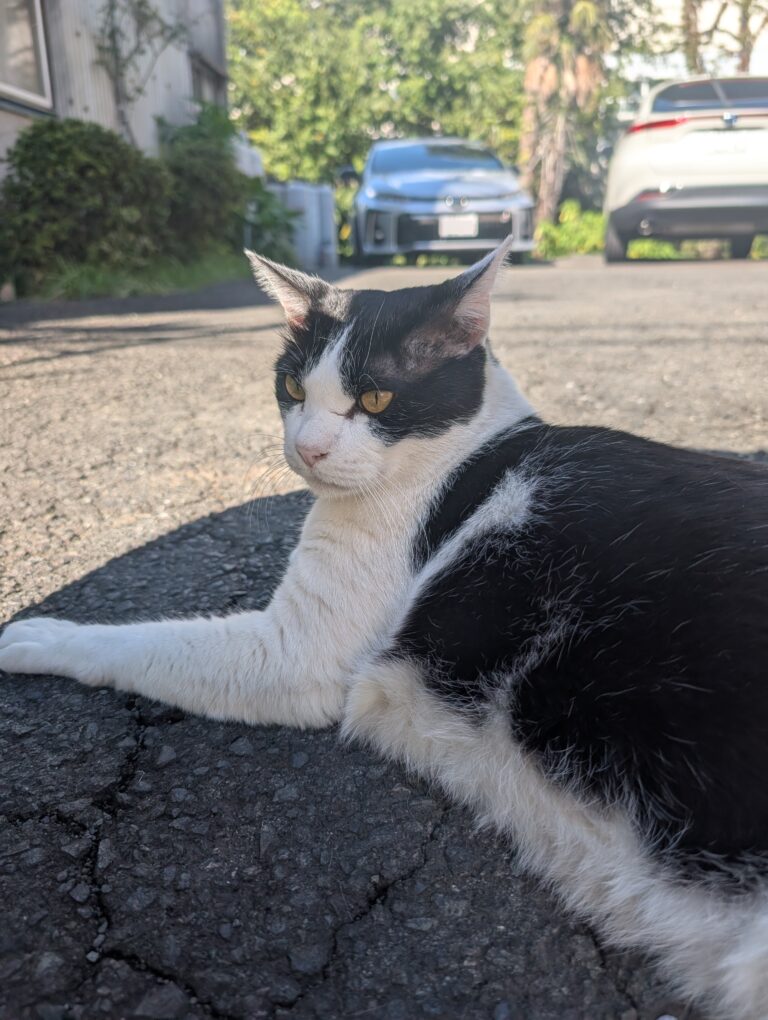 クロの日常39🐾