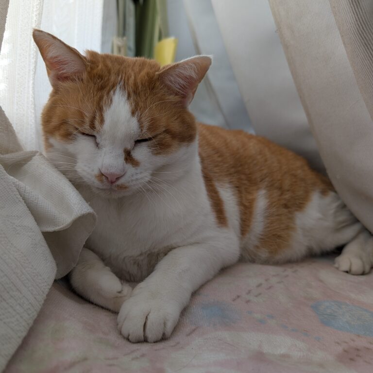 チーコの日常38🐾