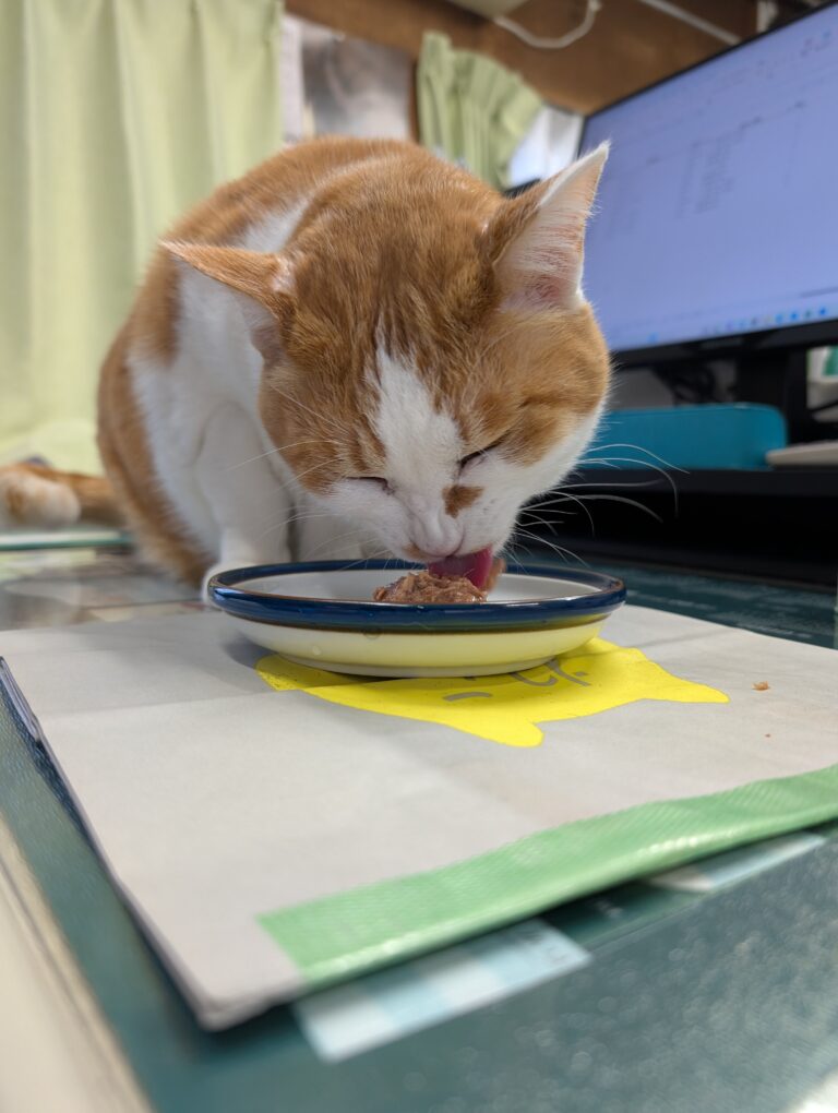 チーコの日常39🐾