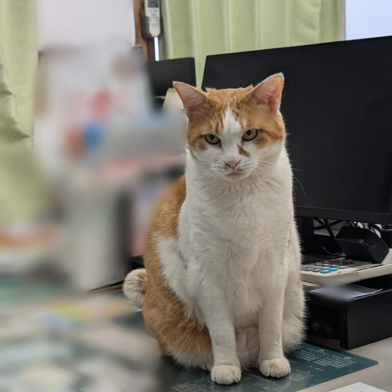 チーコの日常37🐾