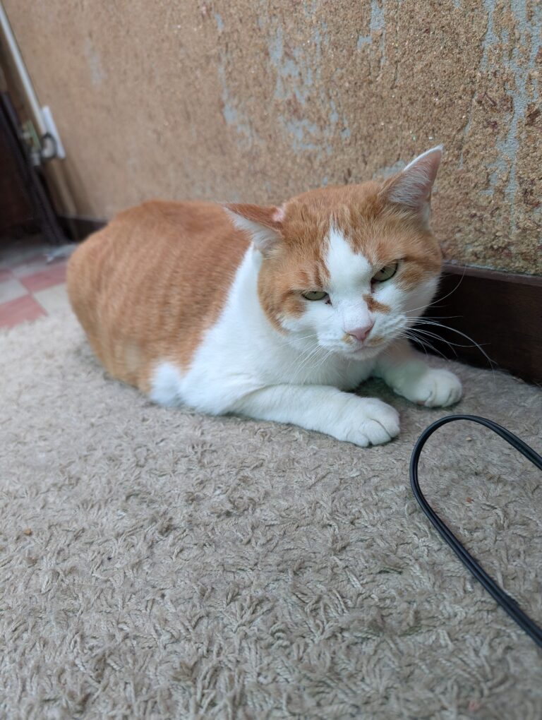 チーコの日常42