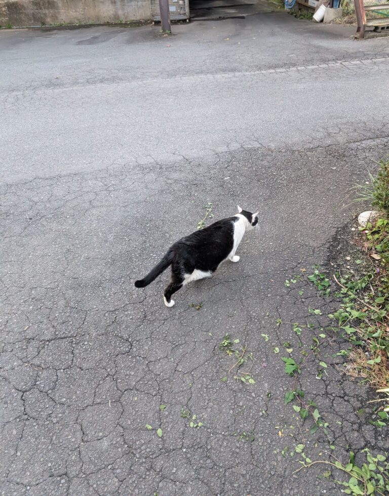 クロの日常46🐾