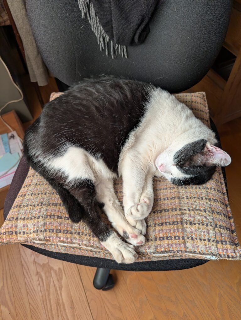 クロの日常42🐾