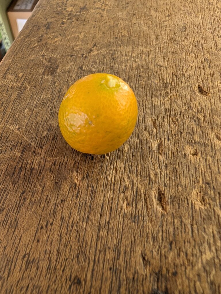 金柑の試食🍊😄