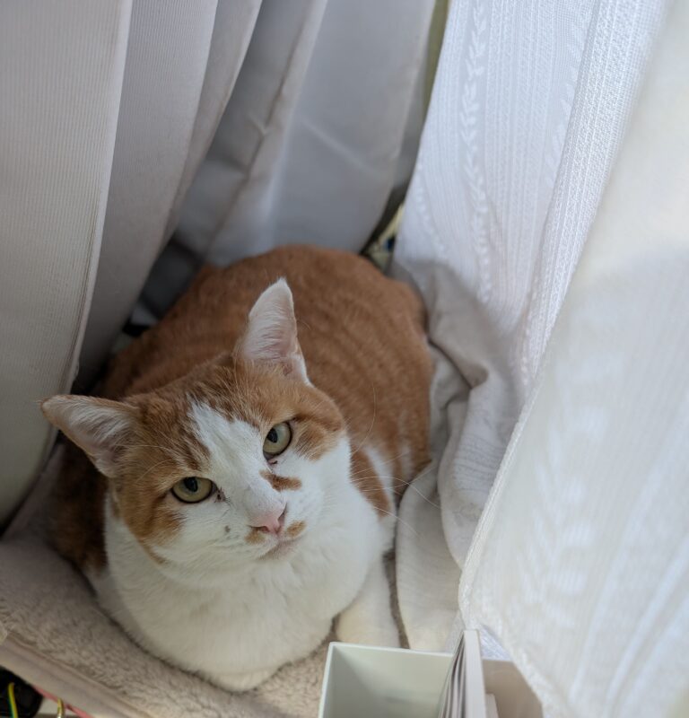 チーコの日常43🐾