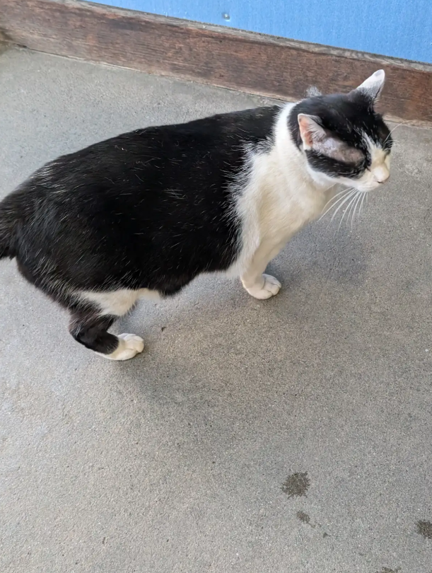 クロの日常43🐾