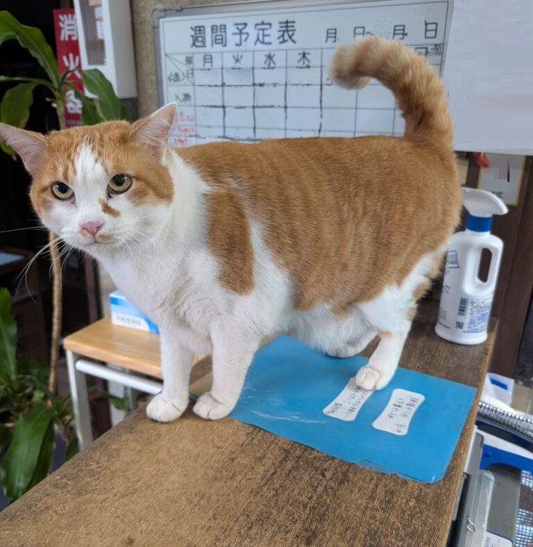 チーコの日常44🐾