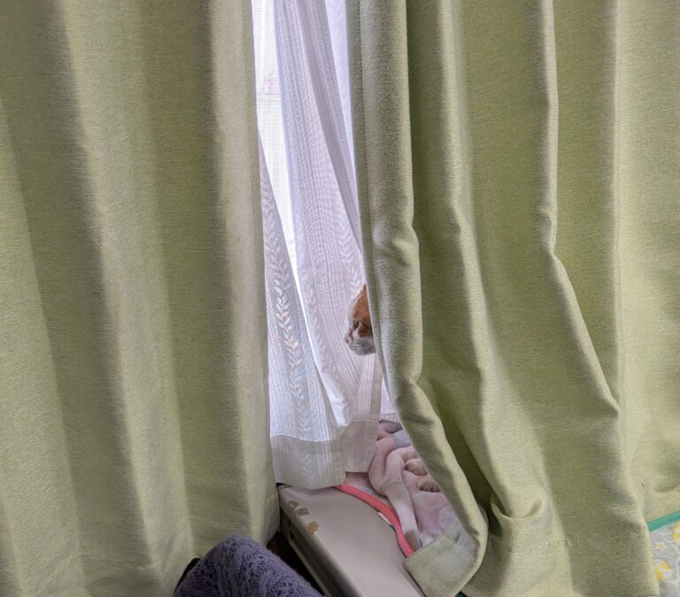 チーコの日常46🐾