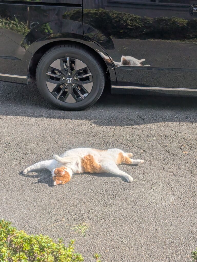 チーコの日常49🐾