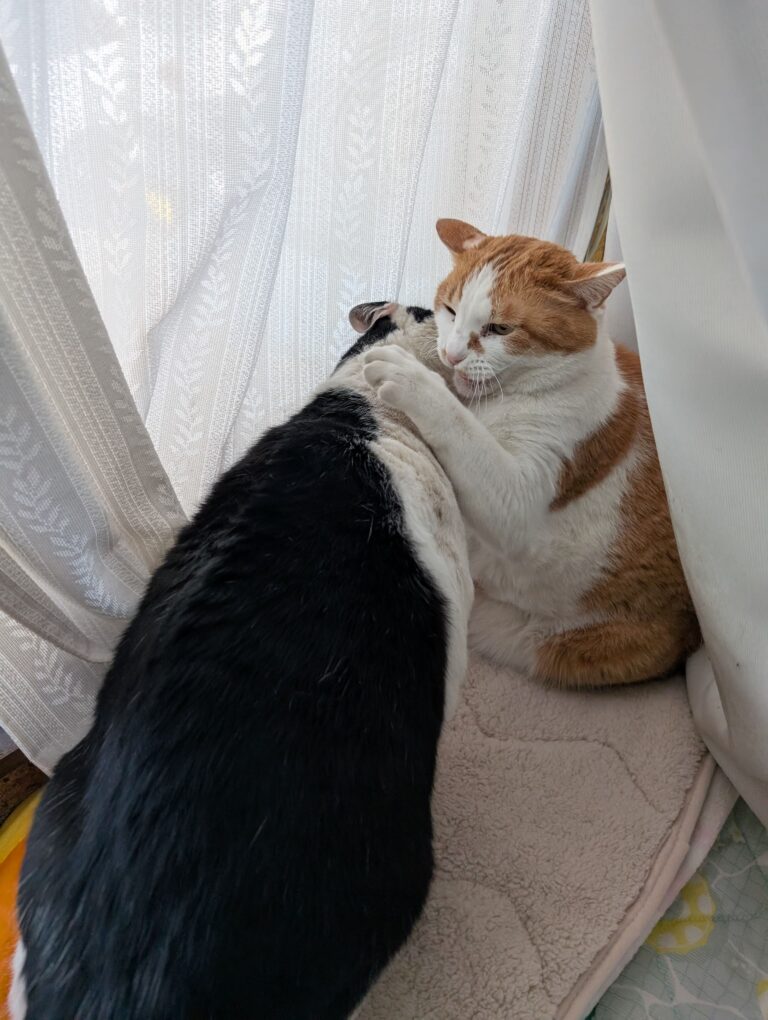 本年度初の小競り合い👊😾