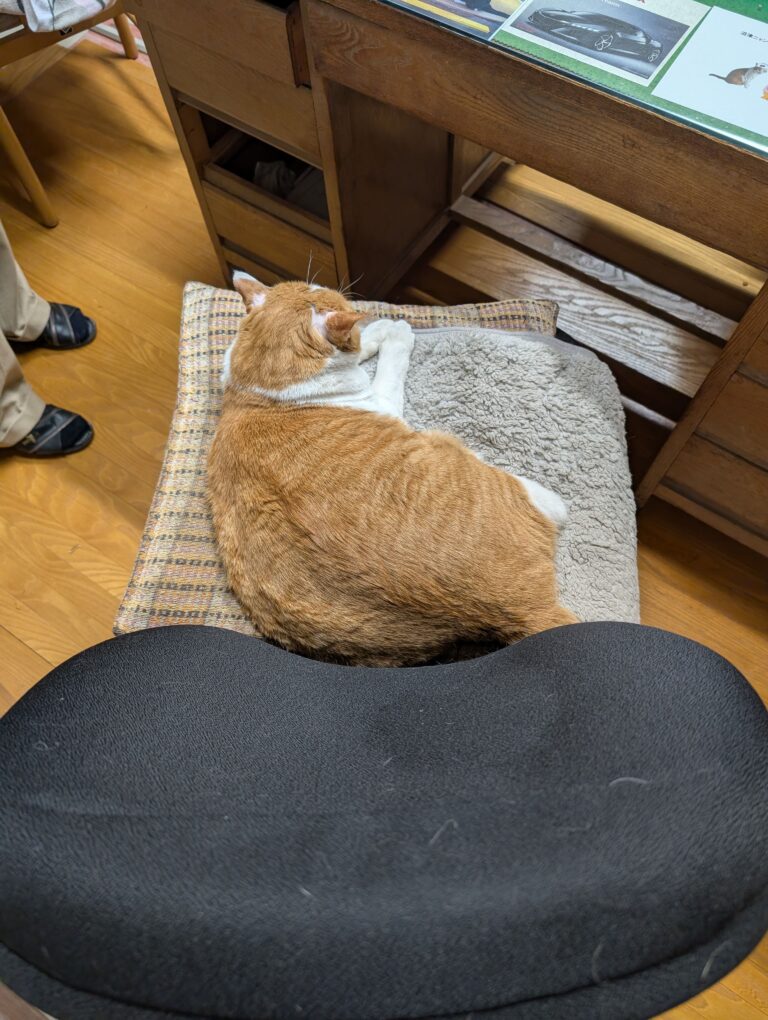 チーコの日常53🐾