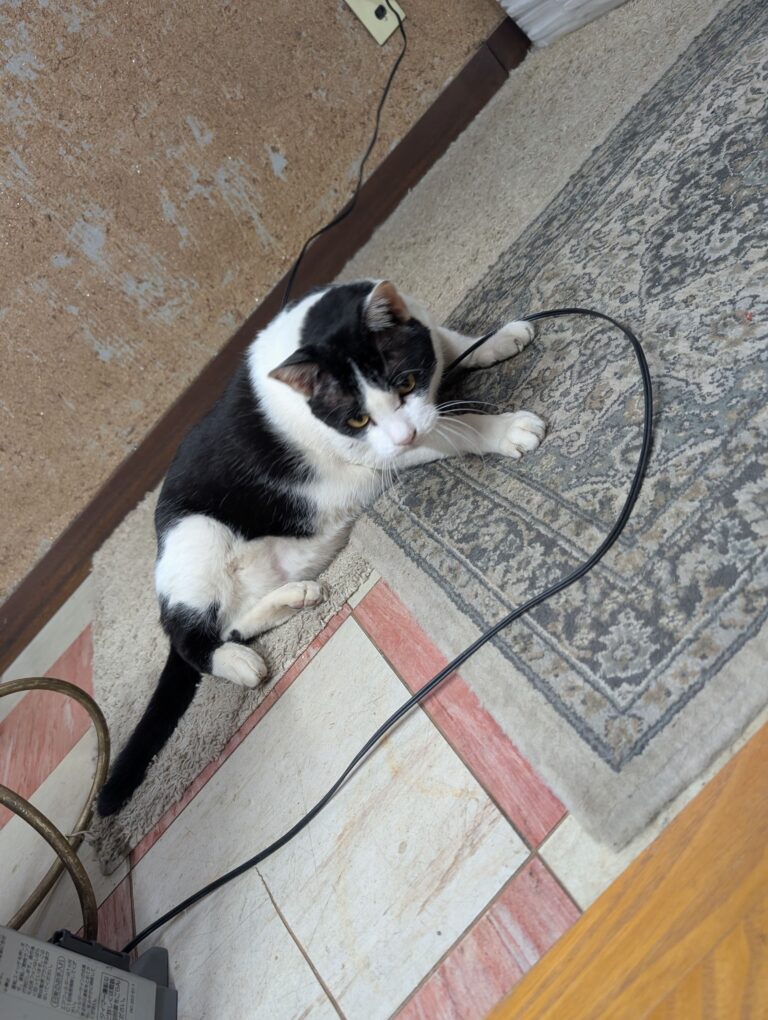 クロの日常45🐾