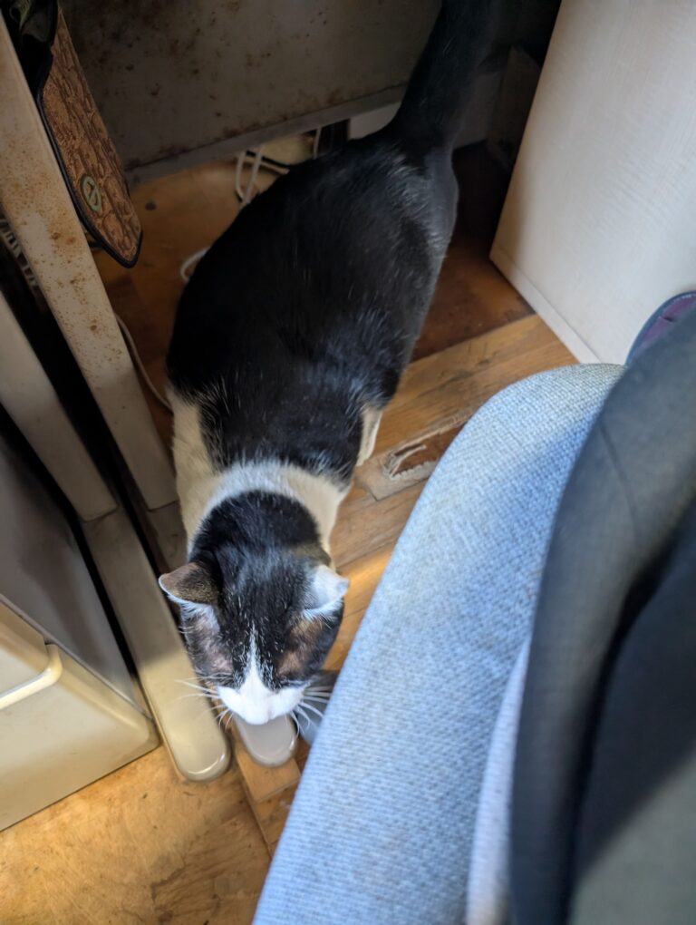 クロの日常47🐾