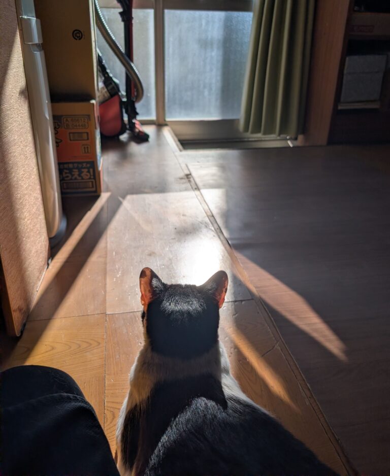 クロの日常49続…1🐾