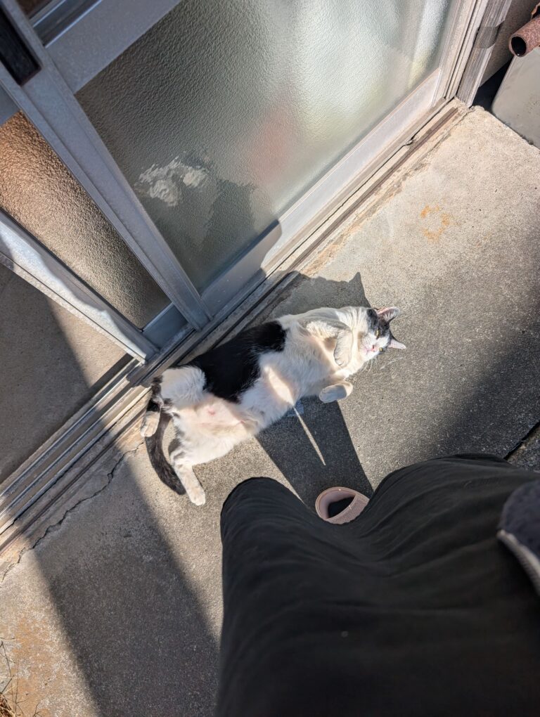 クロの日常49続…2🐾