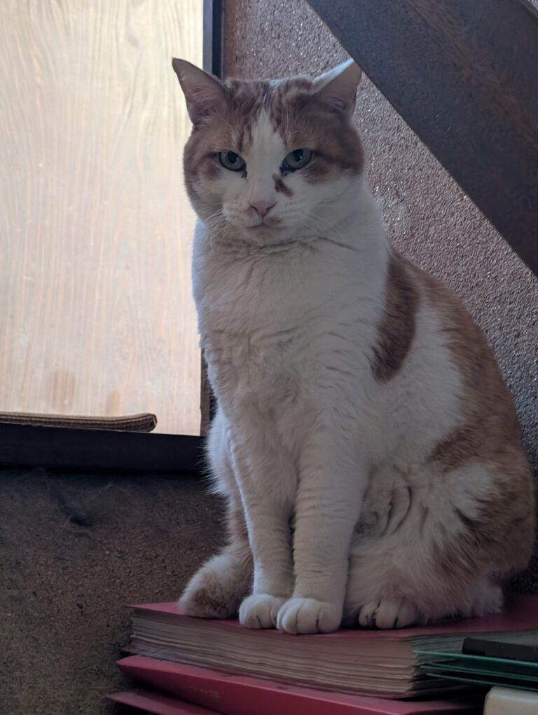 チーコの日常52🐾