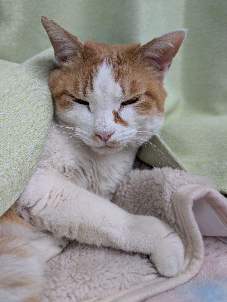 チーコの日常50🐾