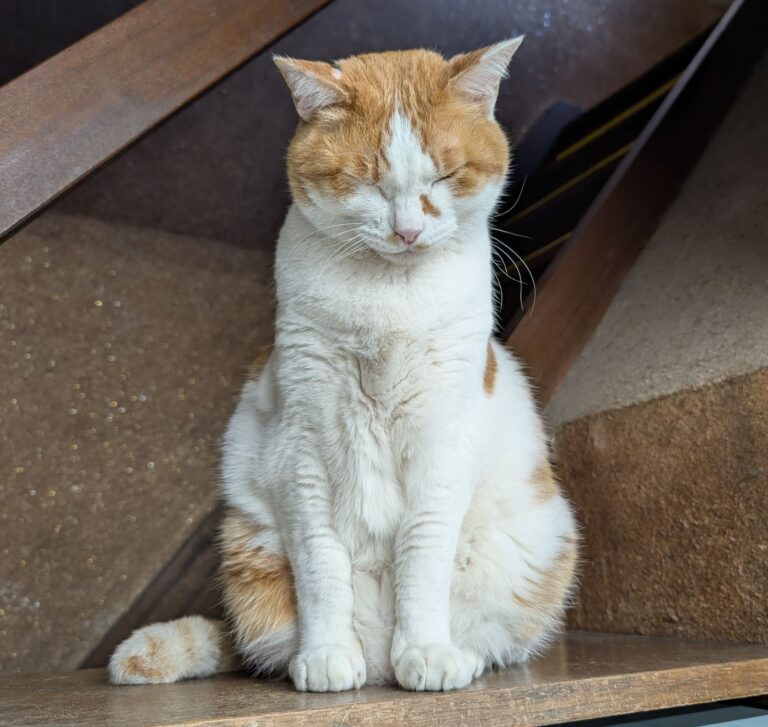 チーコの日常43🐾