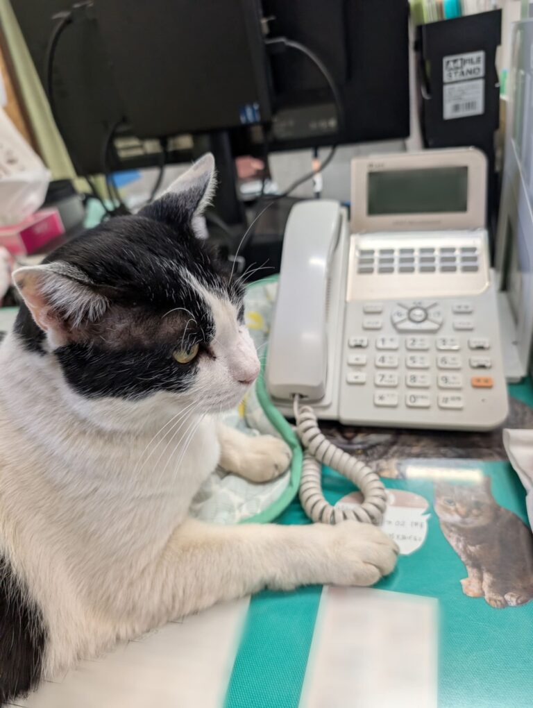 クロの日常44🐾