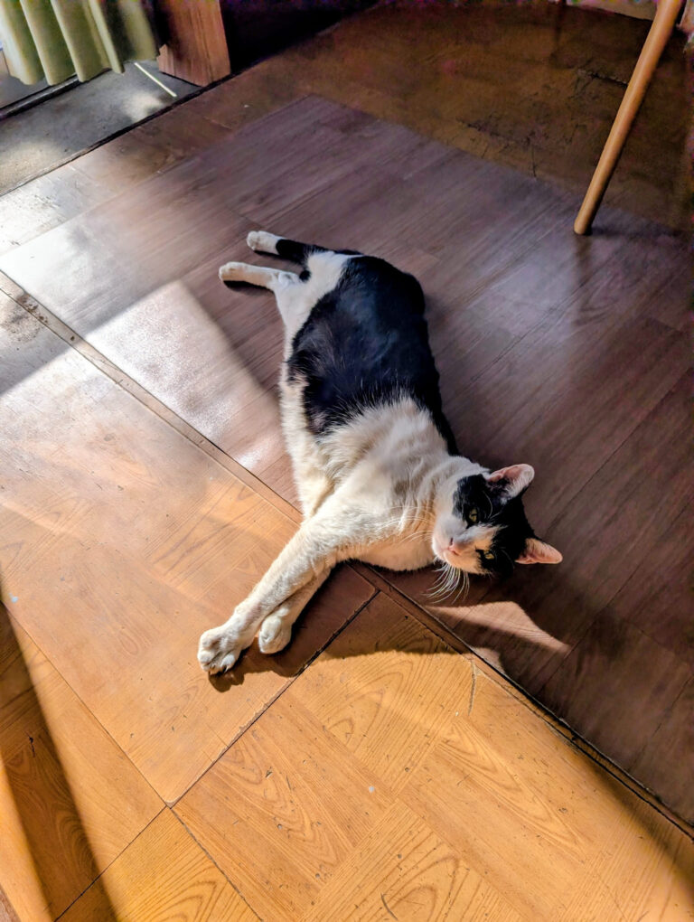 クロの日常49🐾