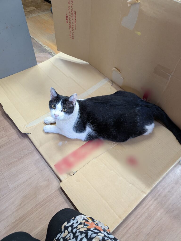 クロの日常51🐾