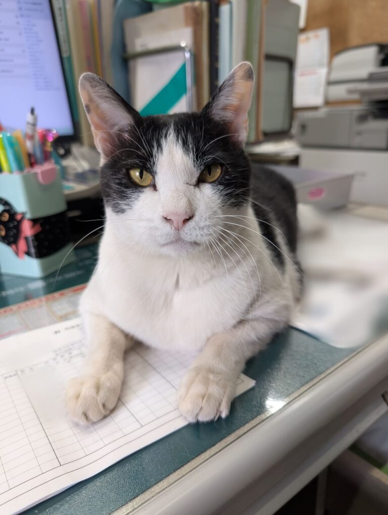 クロの日常52🐾