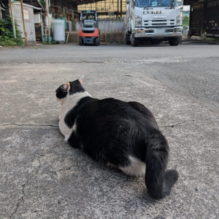 クロの日常53🐾