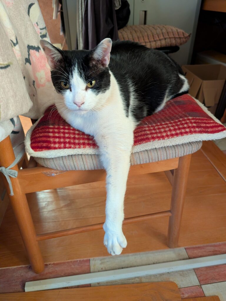 クロの日常55🐾