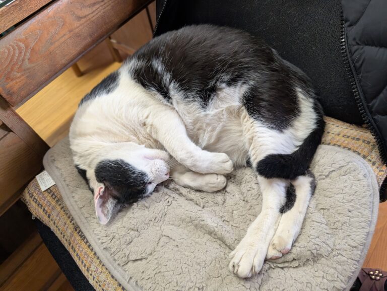 クロの日常54🐾