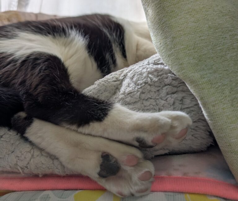 クロの日常56🐾