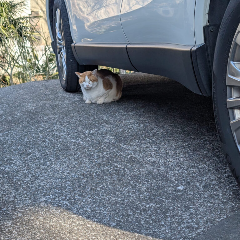 チーコの日常55🐾