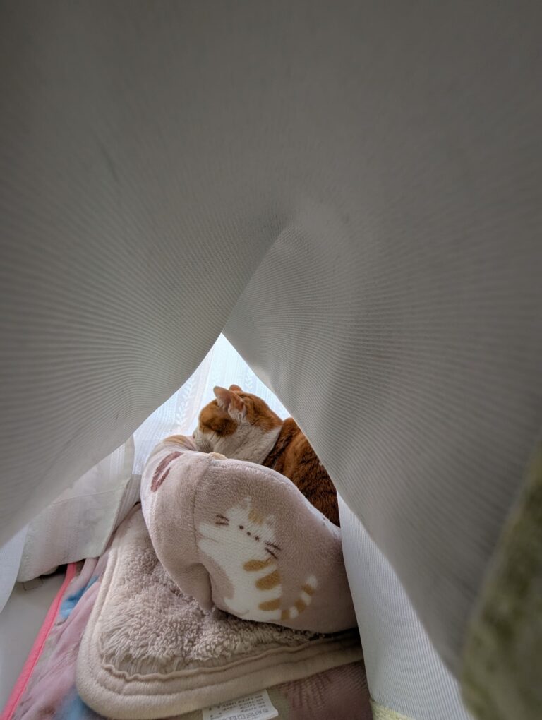 取り合い😼😾