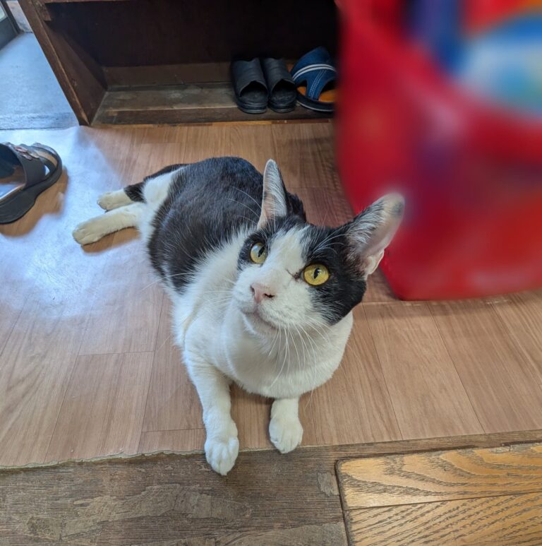 クロの日常57🐾