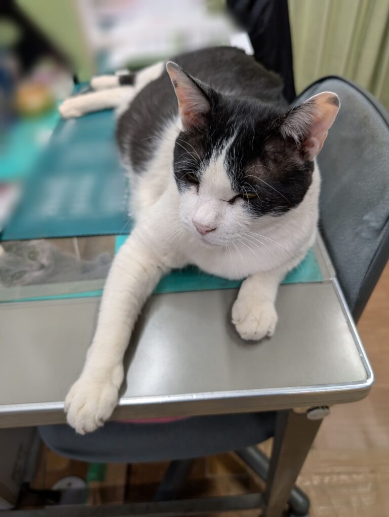 クロの日常58🐾