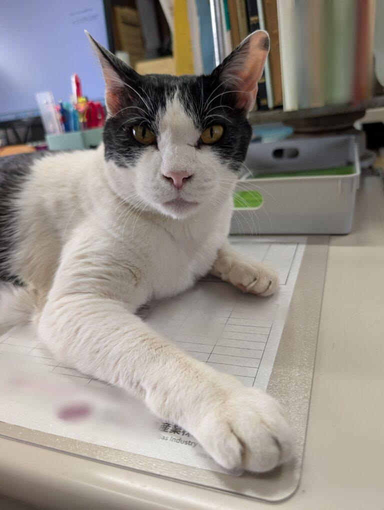 クロの日常59🐾