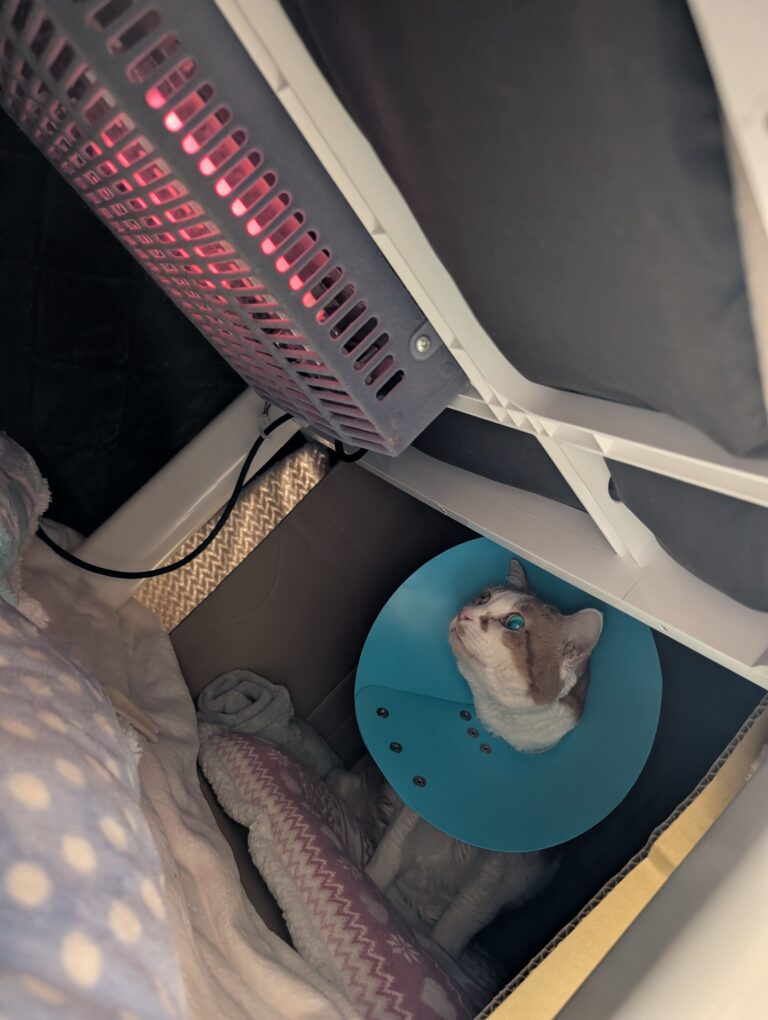 速報！チーコの”非”日常を少しだけ！！🐱💛