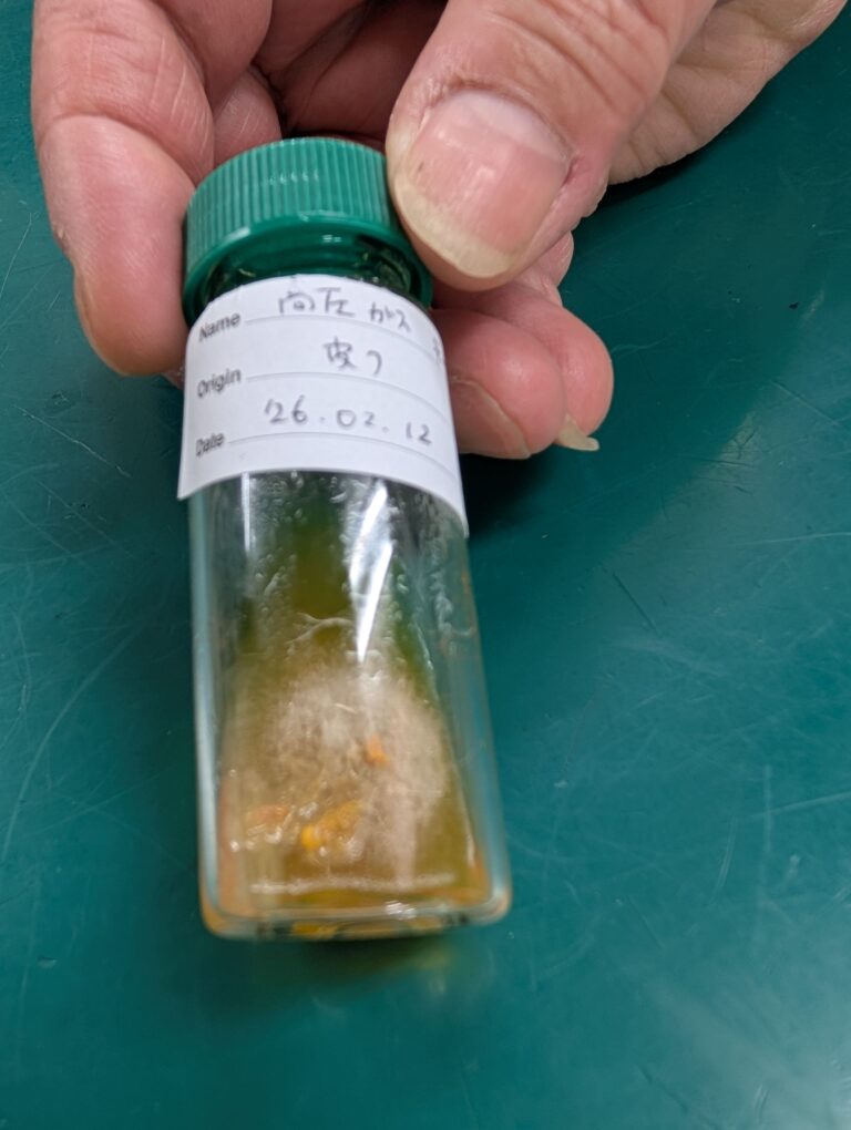 チーコの”非”日常　培養検査🏥