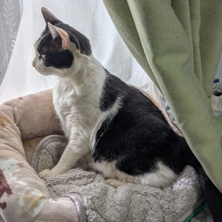 悠々自適1🐱🛏